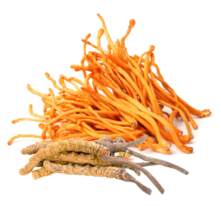 Cordyceps sinensis