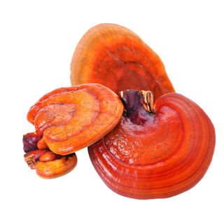 Ganoderma Lucidum
