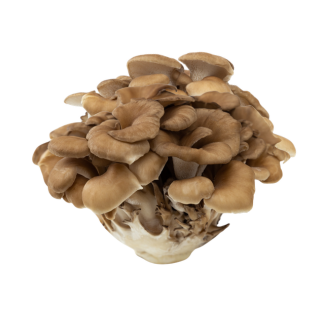 Grifola Frondosa