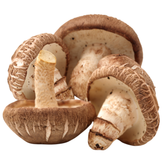 Lentinula Edodes